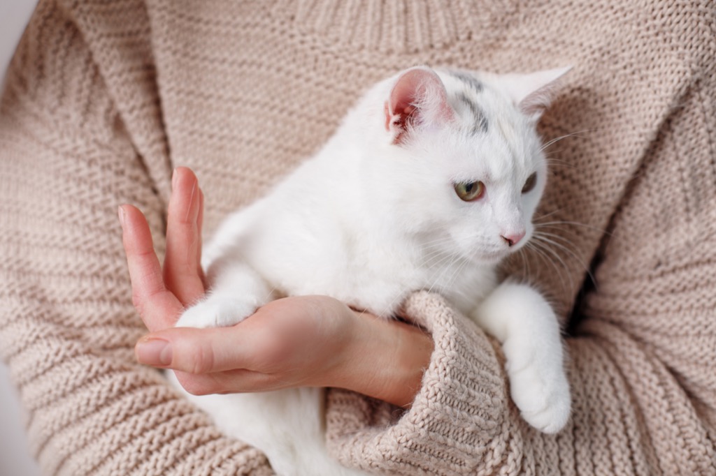 close up of woman hands holding cute white cat. Focus on animal