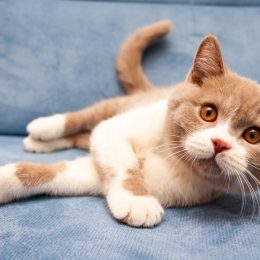 a cute British lilac white bicolour cat is lying on a blue sofa and looking straight at the camera