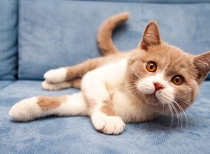 a cute British lilac white bicolour cat is lying on a blue sofa and looking straight at the camera