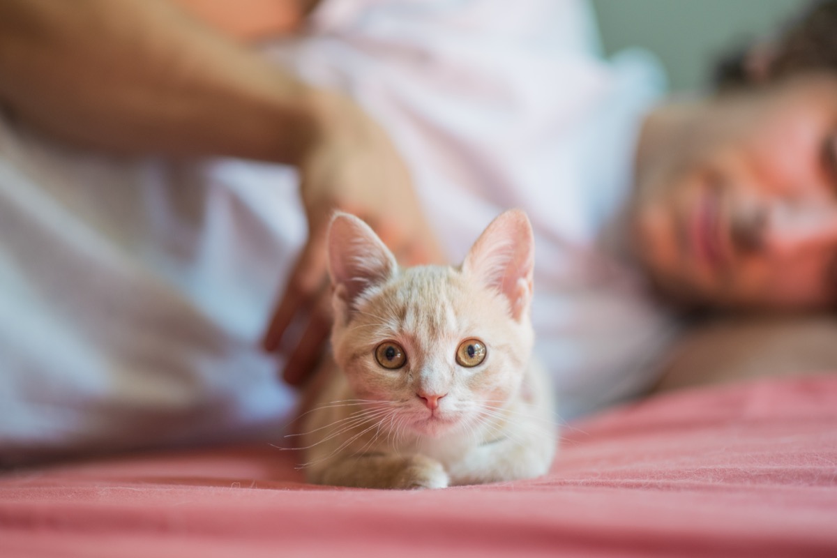 cute little orange kitten with light brown eyes laying down and looking at the camera as her owner is petting her on a bed.