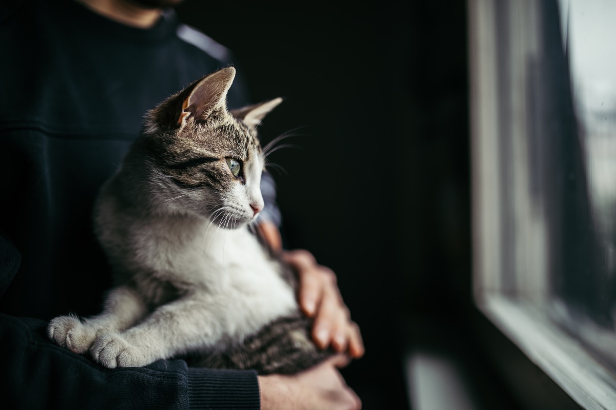 beautiful cat in arms of her owner standing by the window at home.