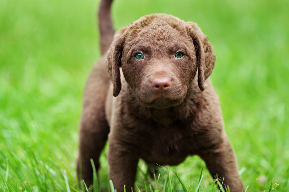 adorable Chesapeake Bay Retriever puppy with bright blue-green eyes standing in green grass.