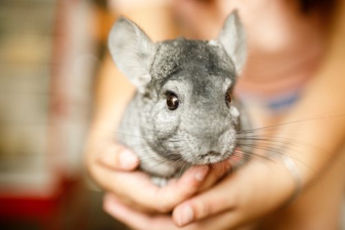 Chinchilla in the hands close up