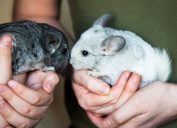small white and grey chinchilla sits on the human hands
