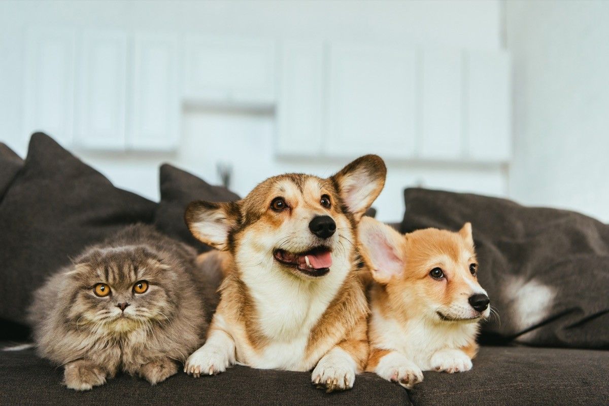 These Cat and Corgi Desktop and Smartphone Wallpapers Will Give You All the  Feels - Brit + Co