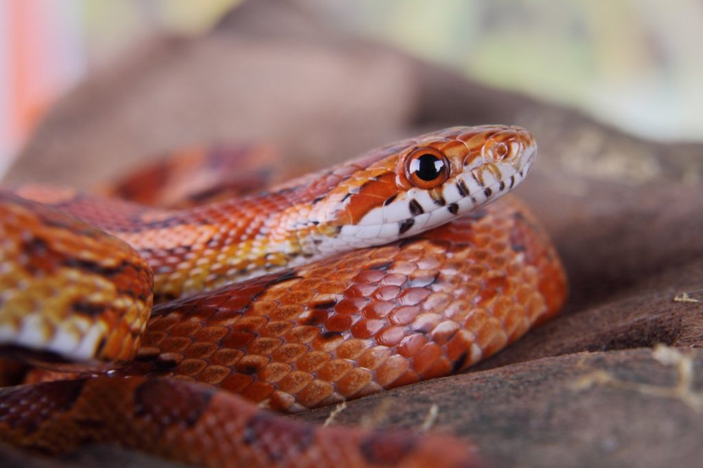 Portrait of a beautiful corn snake