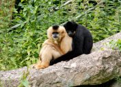 Cute gibbon ape couple cuddling on a branch