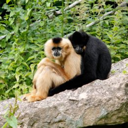 Cute gibbon ape couple cuddling on a branch