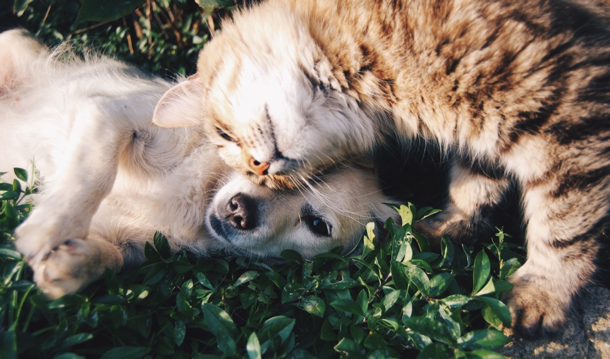 Cute dog and cat living together and cuddling in the grass