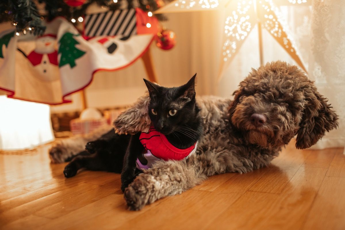 27 Cute Pictures of Cats and Dogs Living Together in Perfect