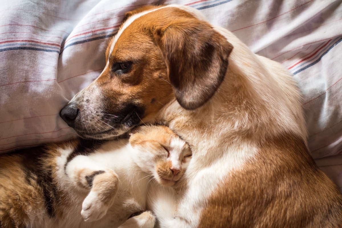 27 Cute Pictures of Cats and Dogs Living Together in Perfect Harmony