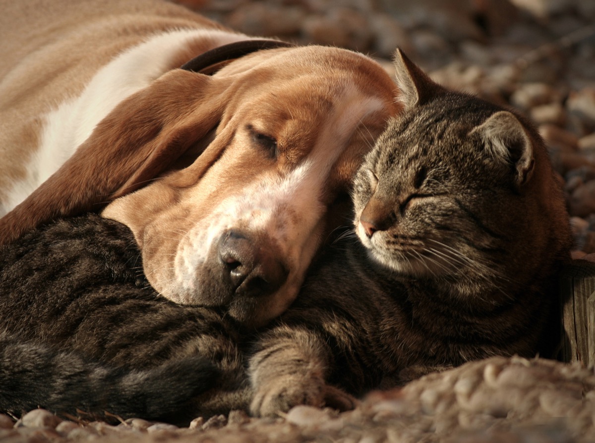 Dog and cat cuddling in bed