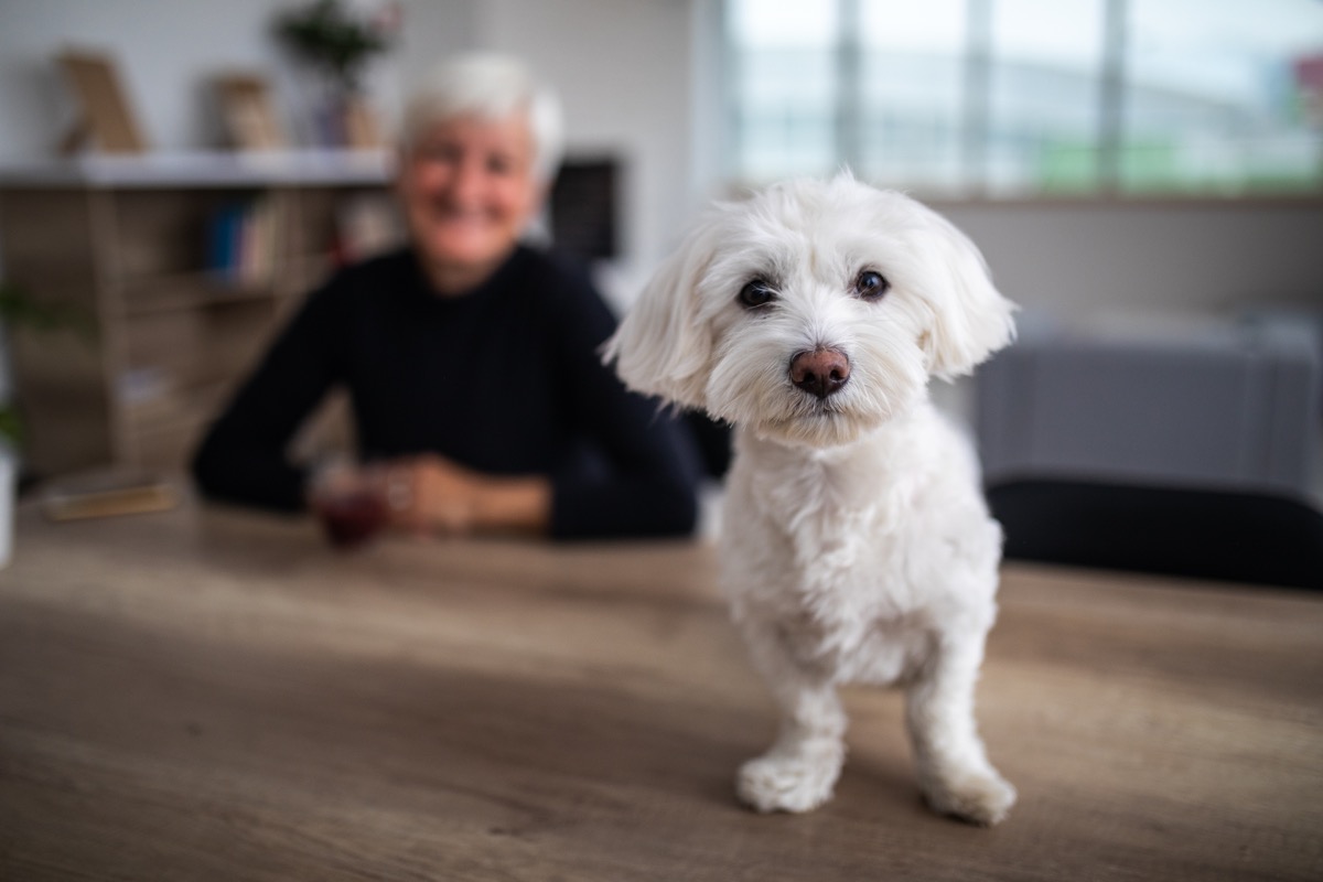 white fluffy dog sitting on the table and smiling at the camera