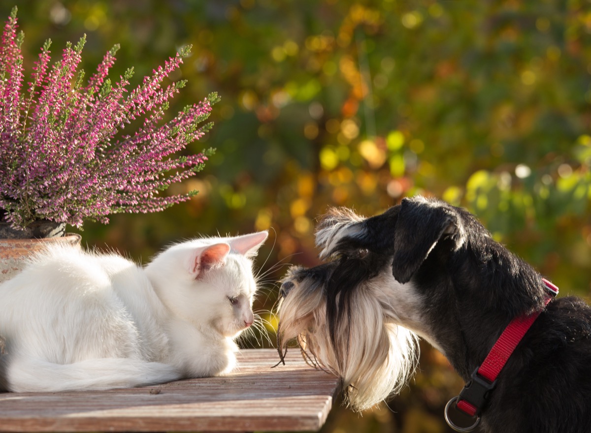 Dog and cat sniffing each other