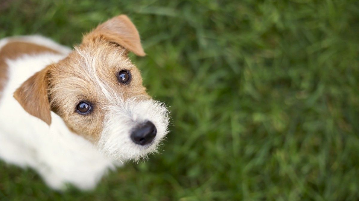 Jack Russell puppy looking up