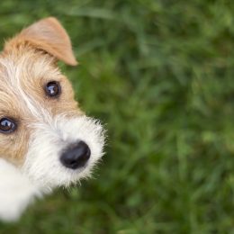 dog face - cute happy jack russell pet puppy looking in the grass, web banner with copy space