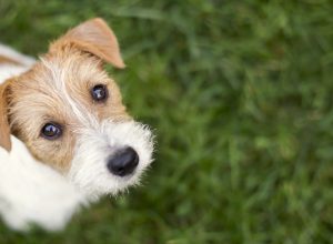 dog face - cute happy jack russell pet puppy looking in the grass, web banner with copy space