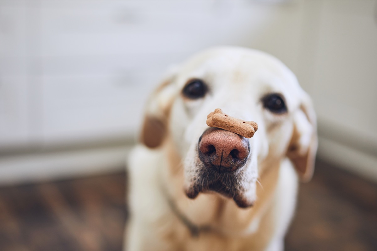yellow lab with treat on its nose