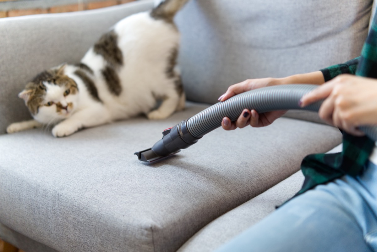 gray and white cat afraid of vacuum