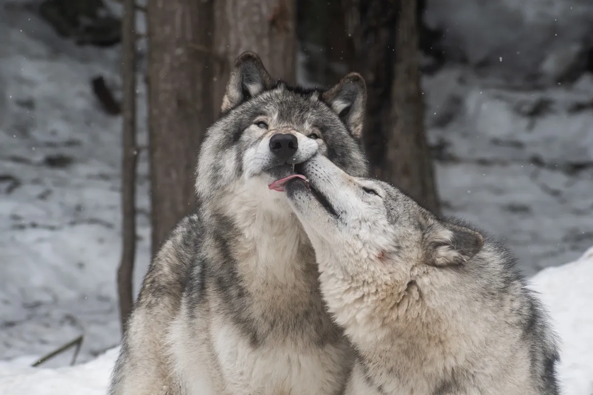 Gray wolves giving each other kisses