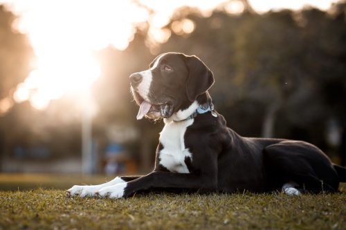 Great Dane dog outdoor portrait