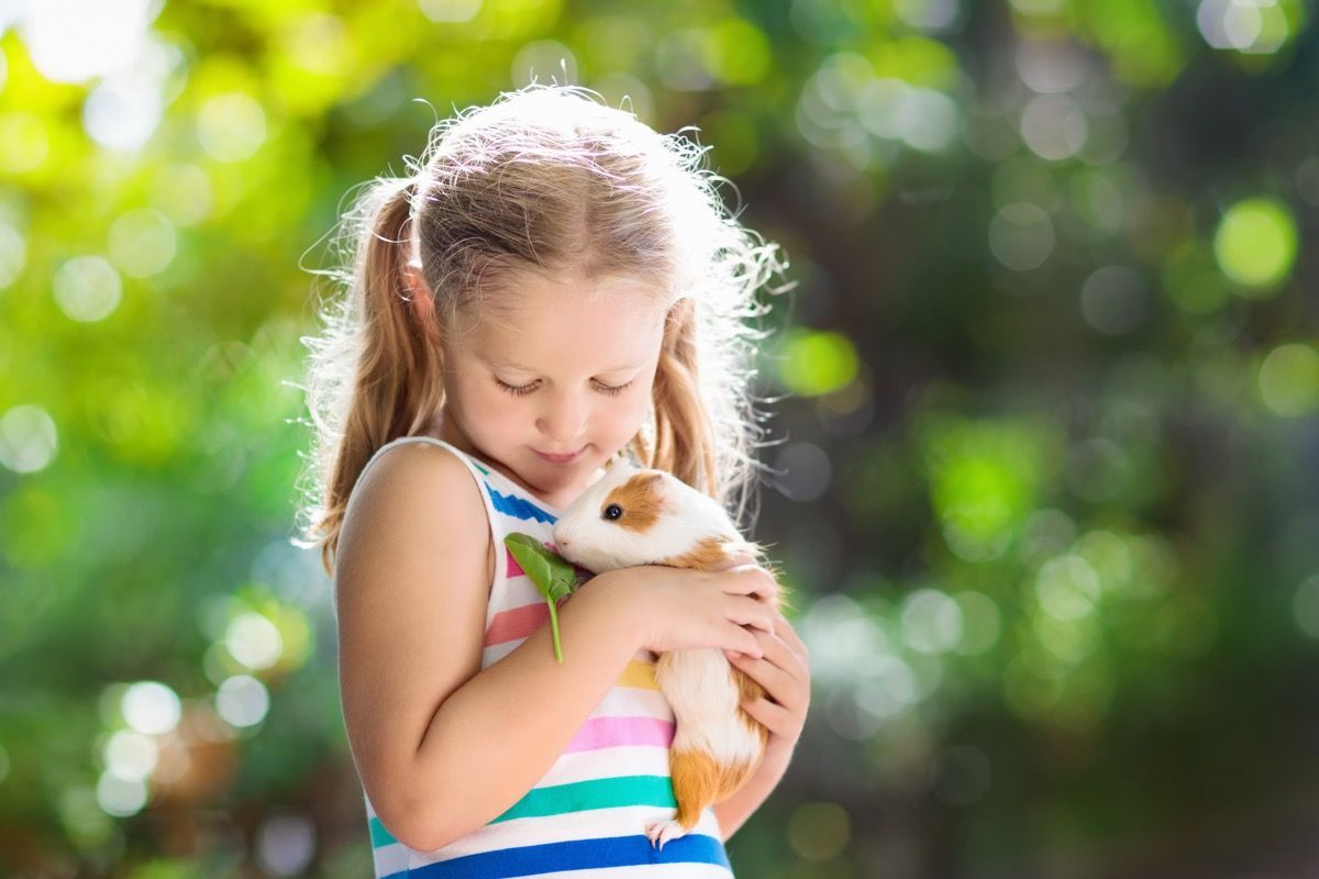 child playing with guinea pig. Kids feed cavy animals. Little girl holding and feeding domestic animal. Children take care of pets. Preschooler kid petting hamster. Pet rodents. Trip to zoo or farm. (Child playing with guinea pig. Kids feed cavy anima