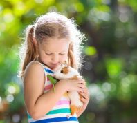 child playing with guinea pig. Kids feed cavy animals. Little girl holding and feeding domestic animal. Children take care of pets. Preschooler kid petting hamster. Pet rodents. Trip to zoo or farm. (Child playing with guinea pig. Kids feed cavy anima