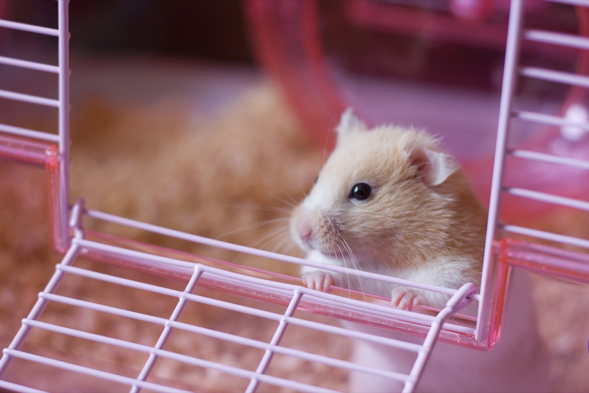 hamster looking out of his cage