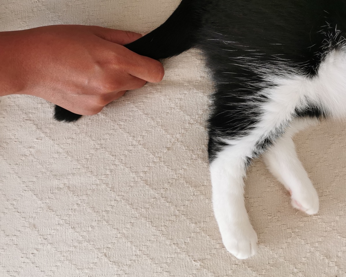 white hand pulling black and white cat tail