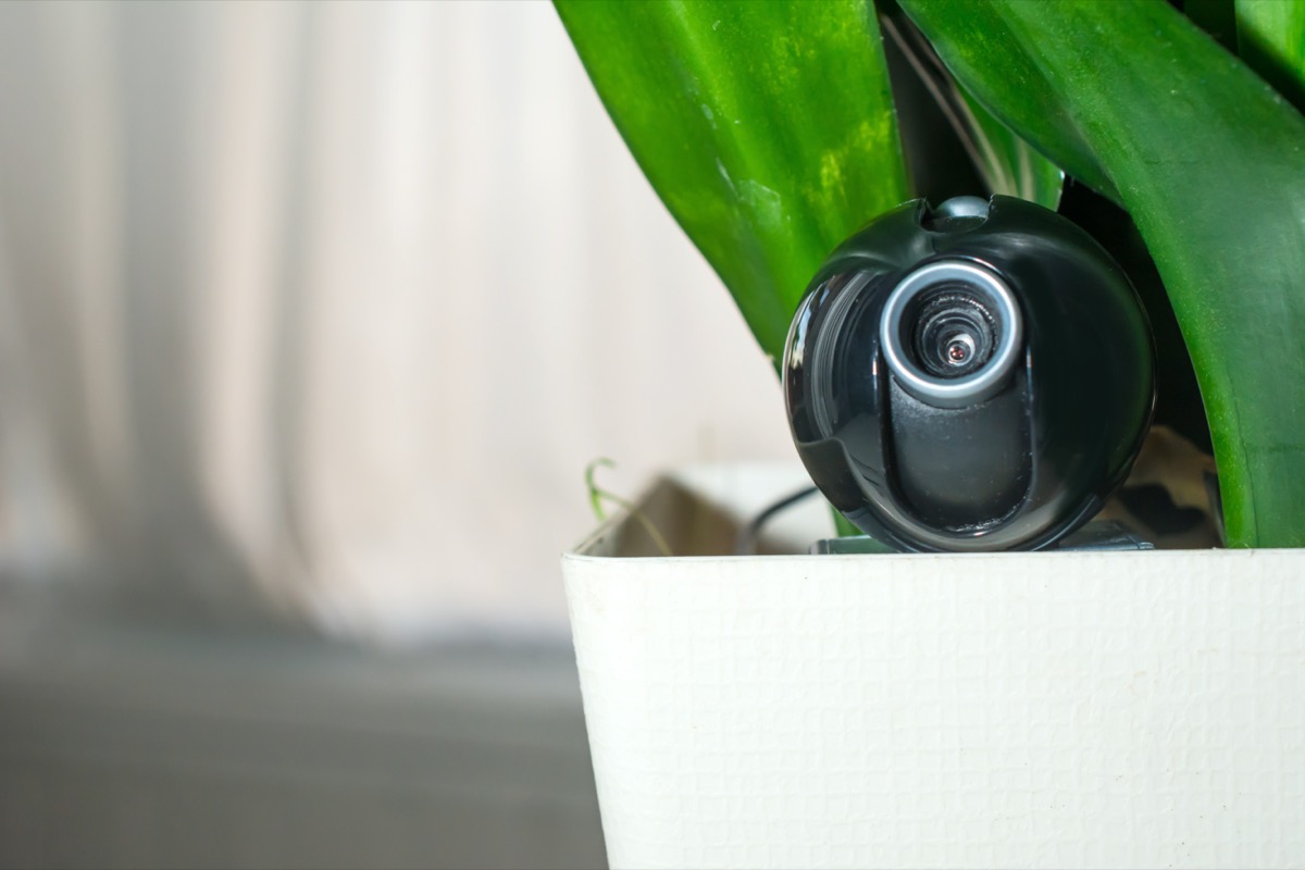 camera hidden in flower pot