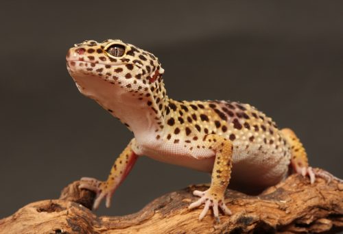 leopard gecko on a branch