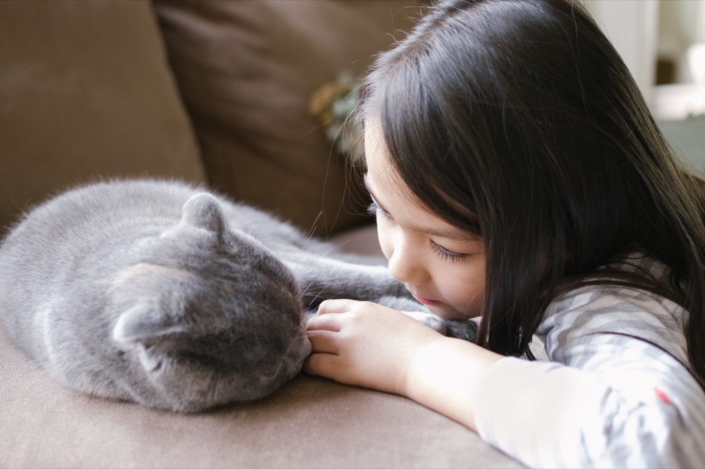  little girl hangs out with her Scottish Fold cat. Her hand and the cat's paw are touching, demonstrating their love for each other. They are both very relaxed and lying on a couch in their home.