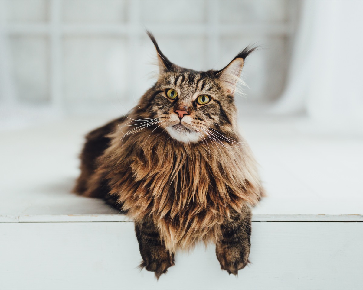 Maine Coon cat on white background, close-up view