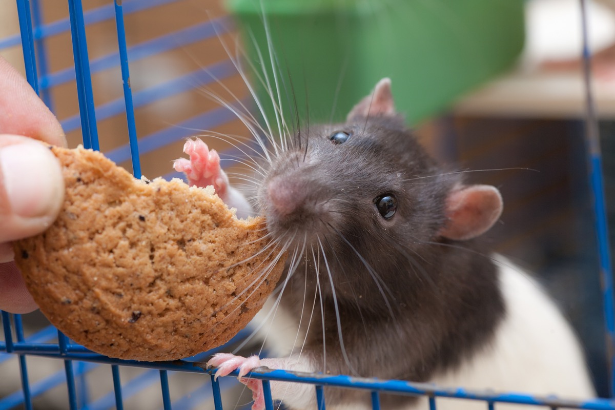 domestic rat in a cage eating cookies