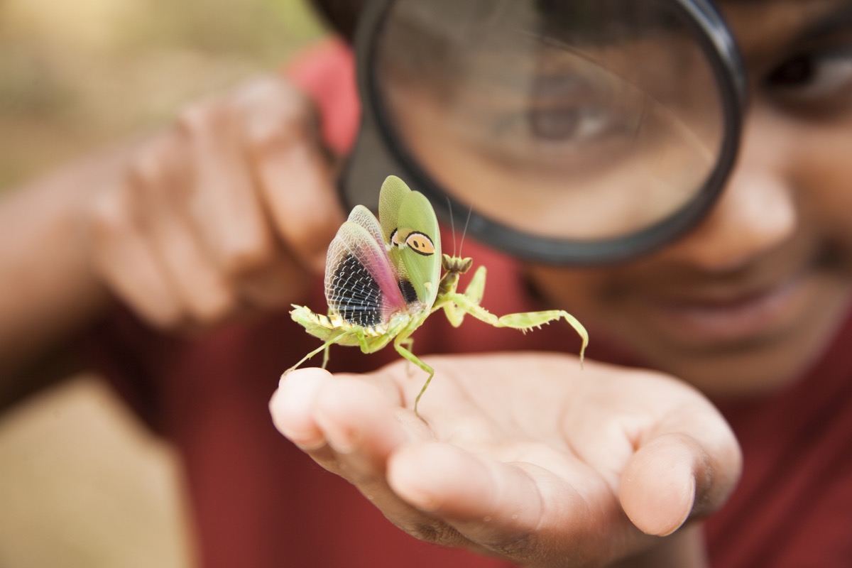 elementary age boy uses magnifying glass to discover nature. This curious, student explorer excitedly investigates a praying mantis, which he holds in his hand. Nature background. The child is of Asian, Indian, or Latin descent. Science, education themes.