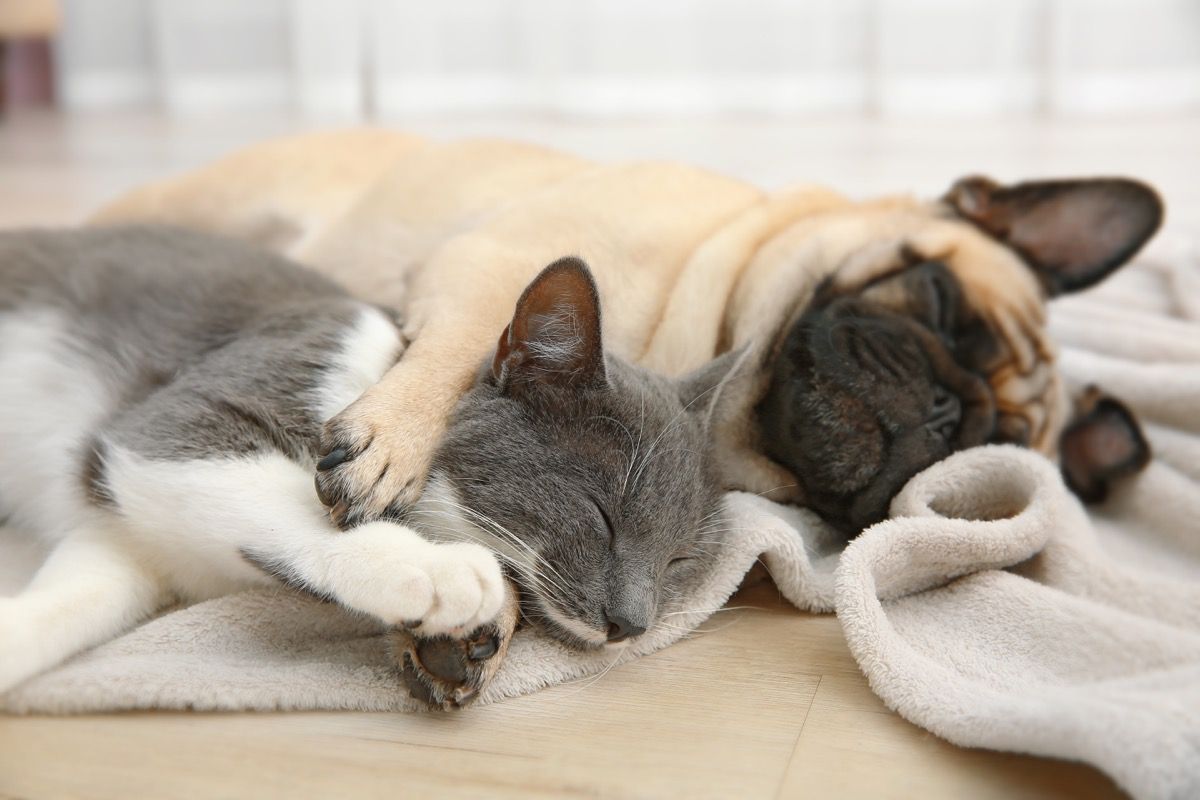 Pugs and cats living sales together