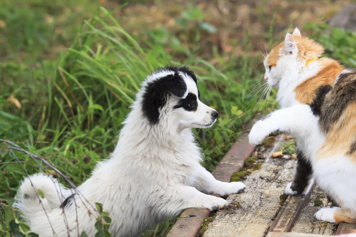27 Cute Pictures of Cats and Dogs Living Together in Perfect Harmony