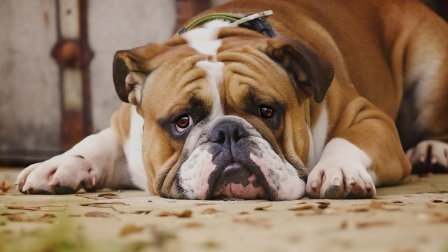 sad english bulldog lying down