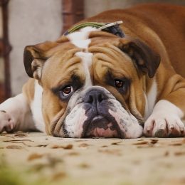 sad english bulldog lying down