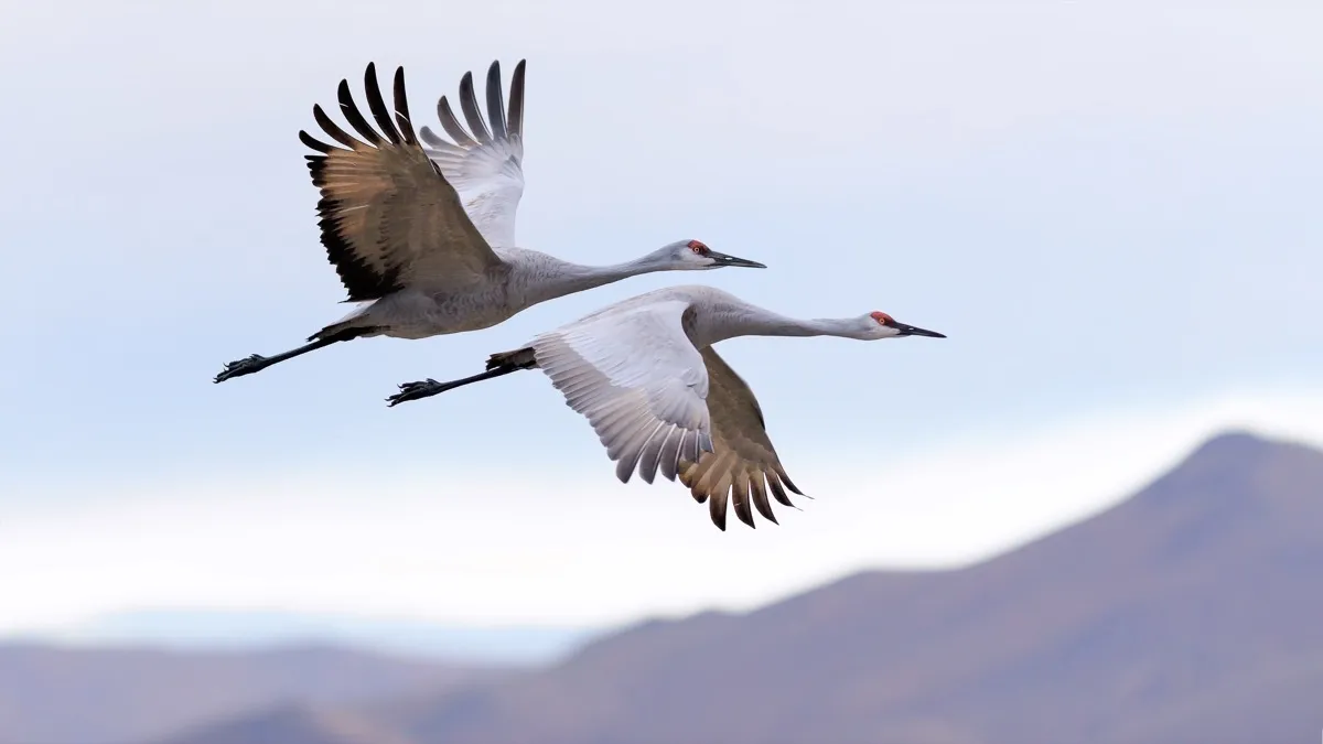 Sandhill cranes flying