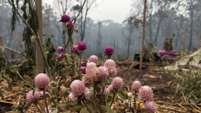 australia fires spare woman's garden
