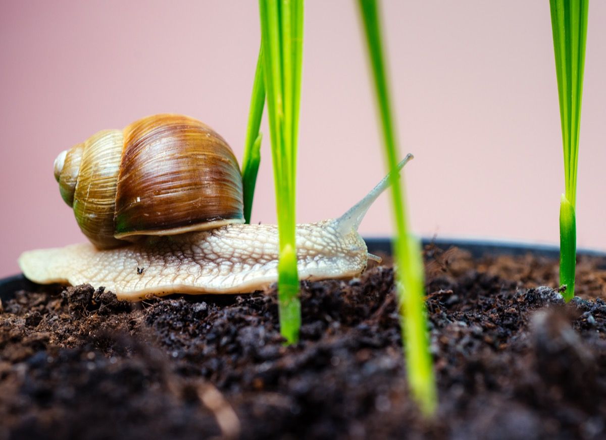 snail as a pet