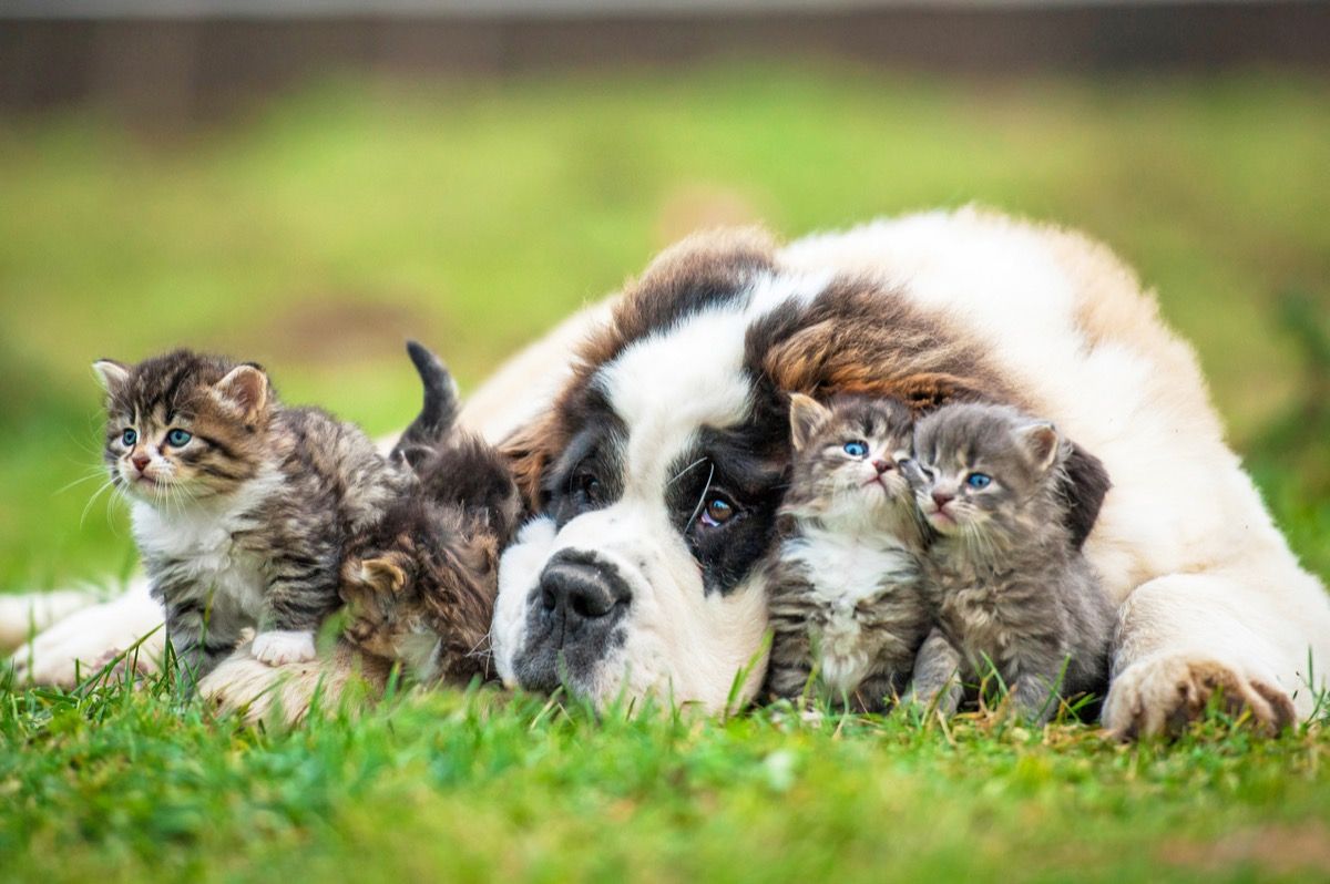 27 Cute Pictures of Cats and Dogs Living Together in Perfect