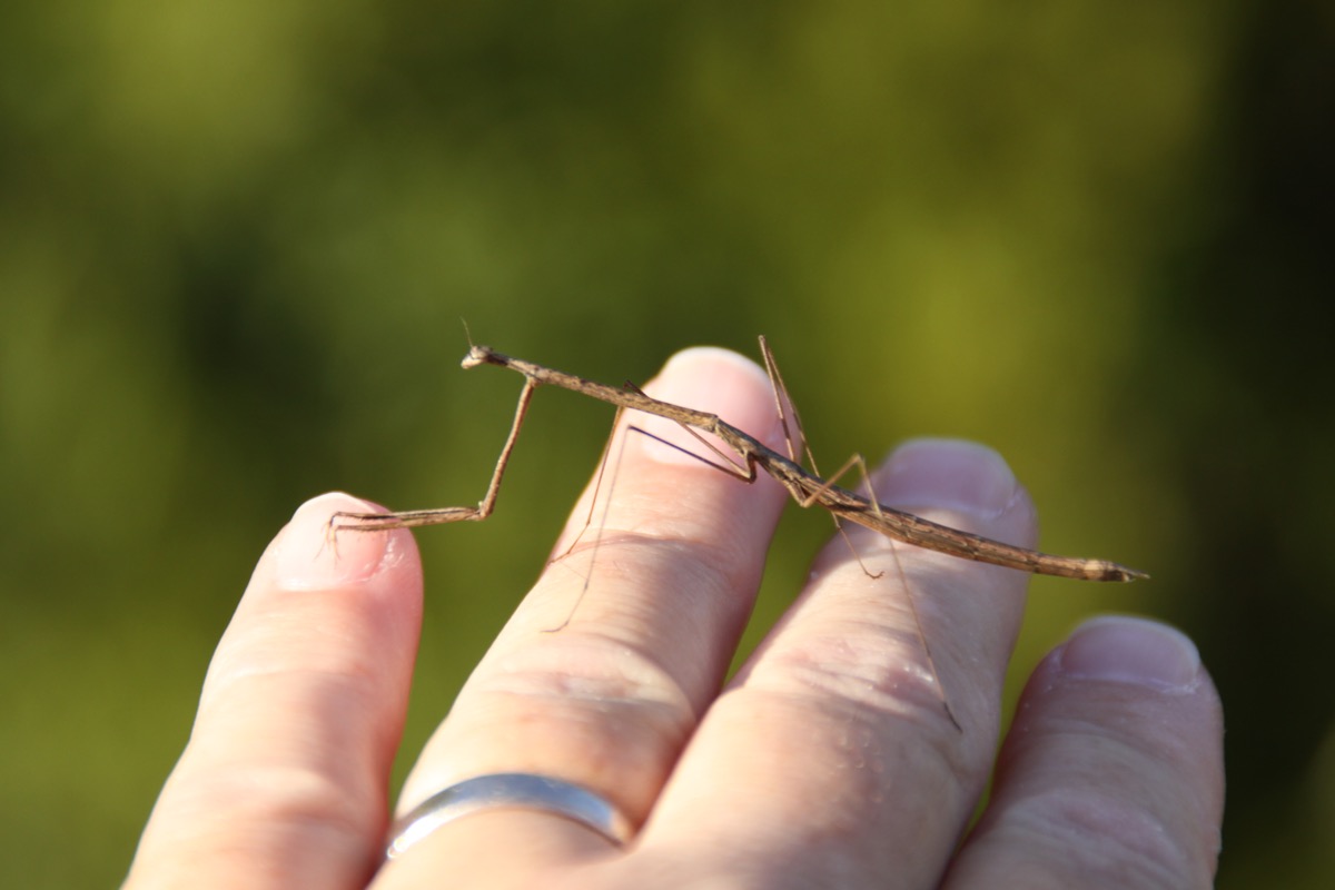 stick insect in a man's hand