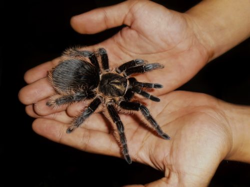 Big beautiful female tarantula spider crawling in the hands.