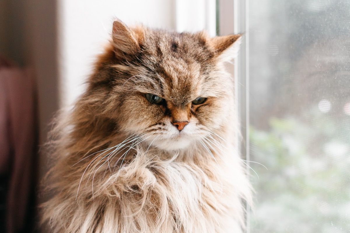 upset long haired cat