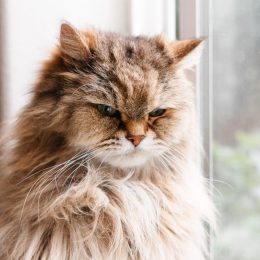 upset long haired cat