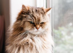 upset long haired cat
