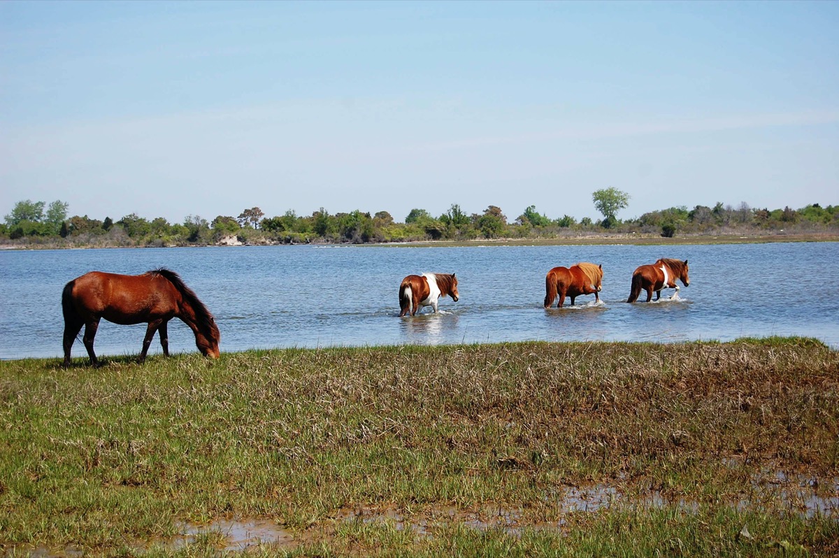 wild horses make their way across the salt marsh in maryland