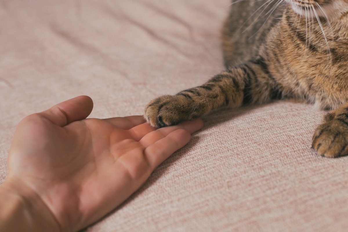 white hand touching cat paw